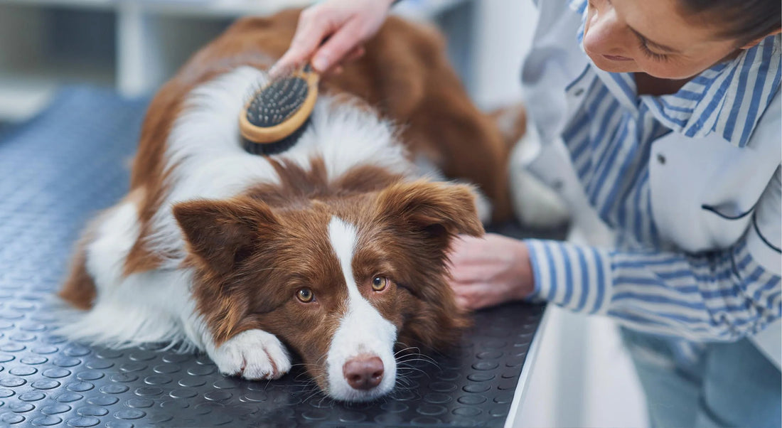 Everyday Dog Care: Simple Habits For Healthy Dogs