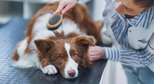 Everyday Dog Care: Simple Habits For Healthy Dogs