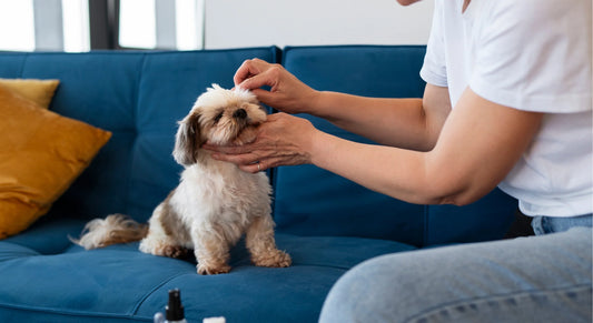 Paw And Skin Care For Dogs