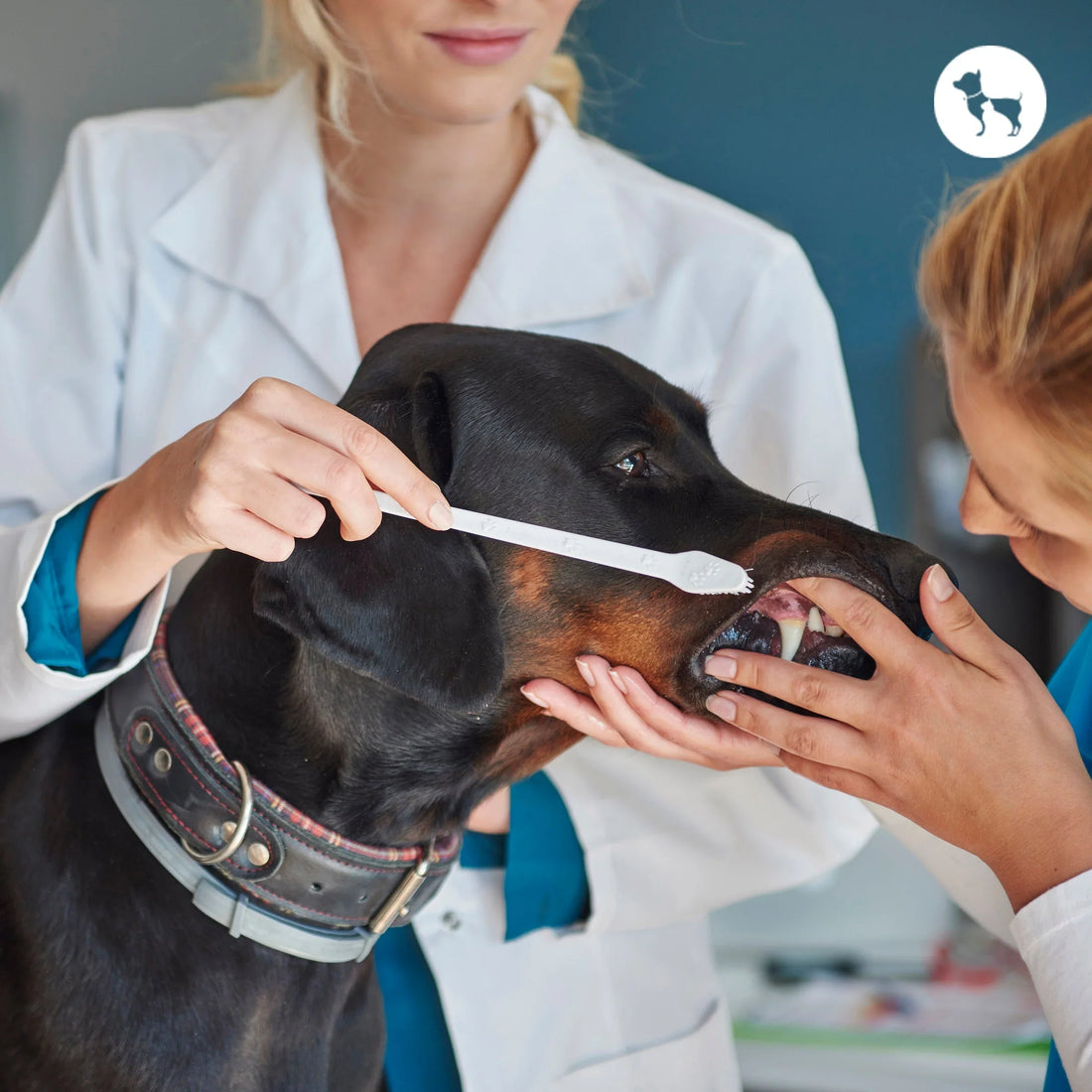 Daily Oral Care For Dogs
