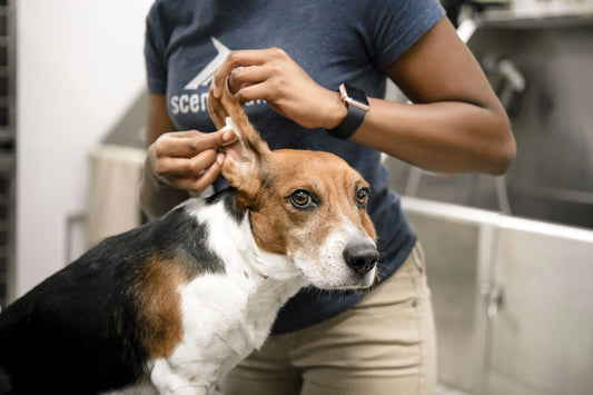 Preventative Care For Dogs: Why Daily Routines Matter