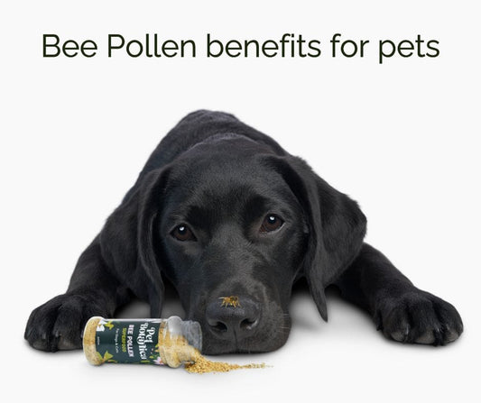 Why Bee Propolis Is Used In Pet Care